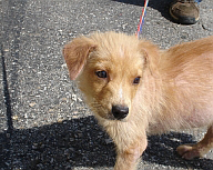 Blonde long-haired puppy