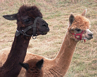 Two alpacas standing